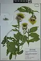 Centaurea macrocephala • گل گندم سرگنده