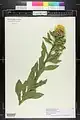 Centaurea macrocephala • گل گندم سرگنده