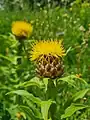 Centaurea macrocephala • گل گندم سرگنده