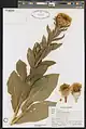 Centaurea macrocephala • گل گندم سرگنده
