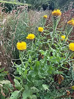 Centaurea macrocephala • گل گندم سرگنده