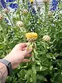 Centaurea macrocephala • گل گندم سرگنده