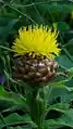 Centaurea macrocephala • گل گندم سرگنده