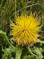 Centaurea macrocephala • گل گندم سرگنده