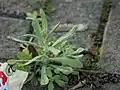 Helichrysum luteoalbum • بوف‌تاج پایدار
