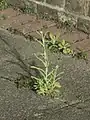 Helichrysum luteoalbum • بوف‌تاج پایدار
