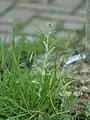 Helichrysum luteoalbum • بوف‌تاج پایدار