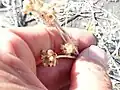 Helichrysum luteoalbum • بوف‌تاج پایدار