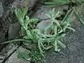Helichrysum luteoalbum • بوف‌تاج پایدار