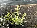 Helichrysum luteoalbum • بوف‌تاج پایدار