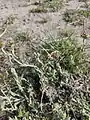 Helichrysum luteoalbum • بوف‌تاج پایدار