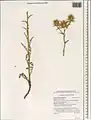 Carthamus persicus • گلرنگ ایرانی