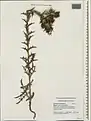 Carthamus glaucus • گل رنگ بنفش