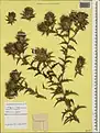 Carthamus glaucus • گل رنگ بنفش