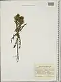 Carthamus glaucus • گل رنگ بنفش