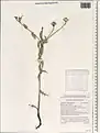 Carthamus glaucus • گل رنگ بنفش