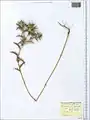 Carthamus glaucus • گل رنگ بنفش