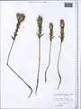 Carthamus glaucus • گل رنگ بنفش