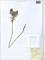 Carthamus glaucus • گل رنگ بنفش