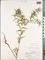 Carthamus glaucus • گل رنگ بنفش