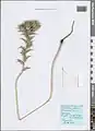 Carthamus glaucus • گل رنگ بنفش