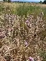 Carthamus glaucus • گل رنگ بنفش