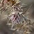 Carthamus glaucus • گل رنگ بنفش