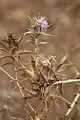 Carthamus glaucus • گل رنگ بنفش