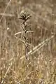Carthamus glaucus • گل رنگ بنفش