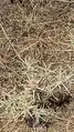 Carthamus glaucus • گل رنگ بنفش