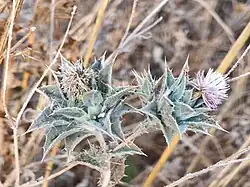 Carthamus glaucus • گل رنگ بنفش