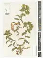Carthamus oxyacanthus • گلرنگ زرد