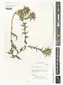 Carthamus oxyacanthus • گلرنگ زرد