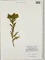 Carthamus oxyacanthus • گلرنگ زرد