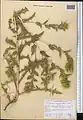 Carthamus oxyacanthus • گلرنگ زرد