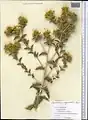 Carthamus oxyacanthus • گلرنگ زرد