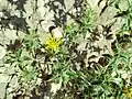 Carthamus oxyacanthus • گلرنگ زرد