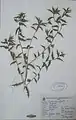 Carthamus oxyacanthus • گلرنگ زرد