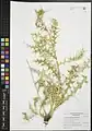 Carthamus oxyacanthus • گلرنگ زرد