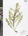 Carthamus oxyacanthus • گلرنگ زرد