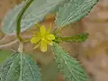Corchorus trilocularis • کتان هندی سه‌حجره‌ای
