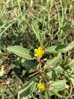 Corchorus trilocularis • کتان هندی سه‌حجره‌ای
