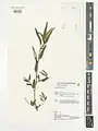 Corchorus trilocularis • کتان هندی سه‌حجره‌ای