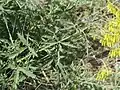 Althaea cannabina • ختمی شاهدانهای