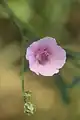 Althaea cannabina • ختمی شاهدانهای