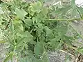 Althaea cannabina • ختمی شاهدانهای