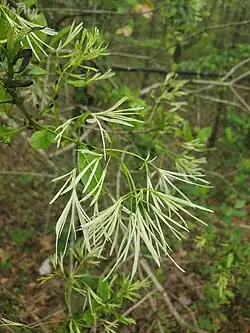 Chionanthus virginicus • زبان گنجشک زینتی