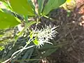 Chionanthus virginicus • زبان گنجشک زینتی