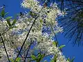 Chionanthus virginicus • زبان گنجشک زینتی