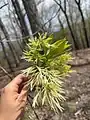Chionanthus virginicus • زبان گنجشک زینتی